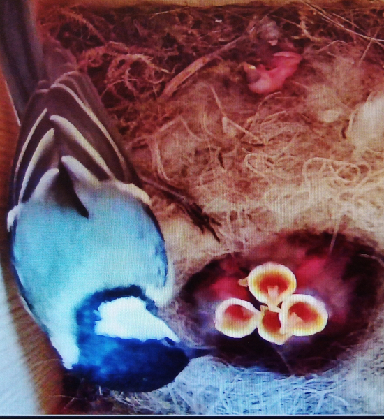 Blick in den Videonistkasten