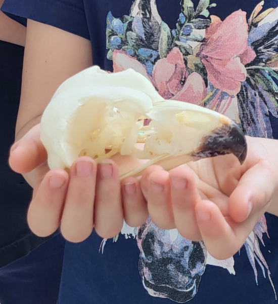 Schädel von einem Uhu