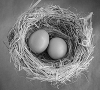 Nest