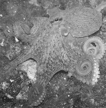 Oktopus